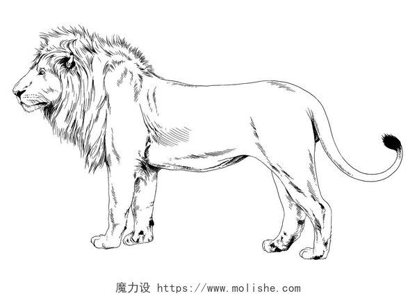 白色背景上的狮子素描狮子画从捕食者纹身标志的手墨水